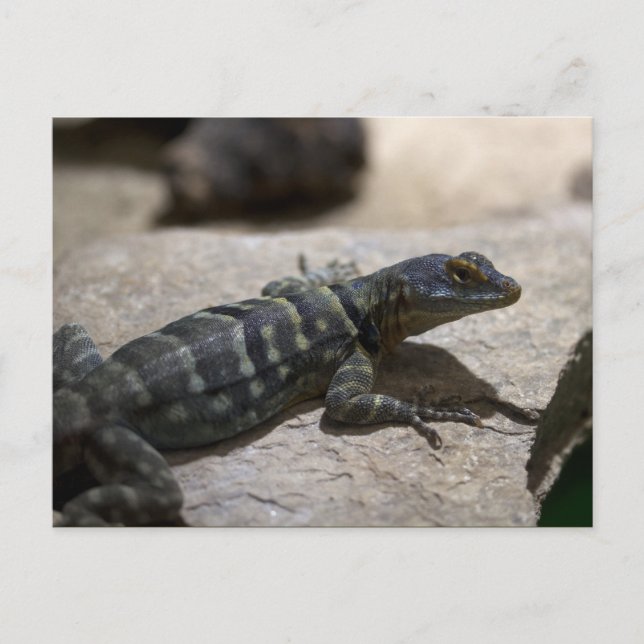 Thalassinus Postkarte (Vorderseite)