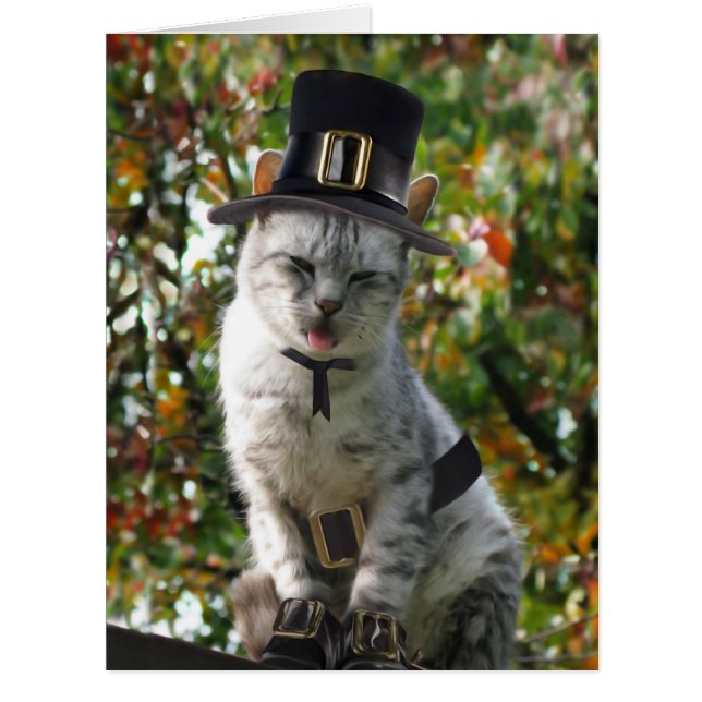 Thanksgiving Pilgrim Cat (Devant)