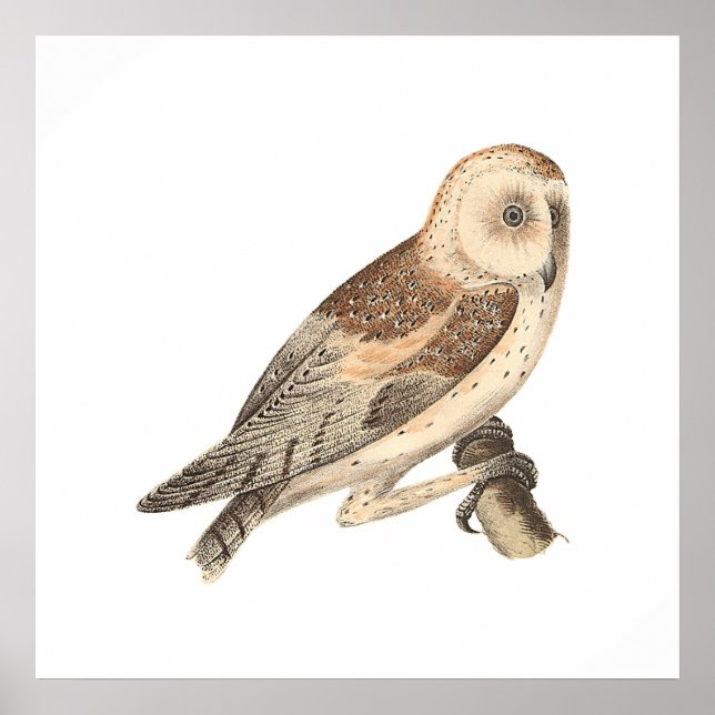 The American Barn Owl (Strix pratincola) NY Birds Poster (Vorne)