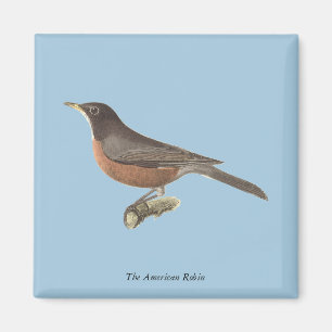 The American Robin (Turdus migratorius) NY Birds Magnet