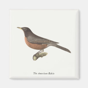The American Robin (Turdus migratorius) NY Birds Magnet