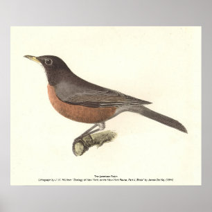 The American Robin (Turdus migratorius) NY Birds Poster