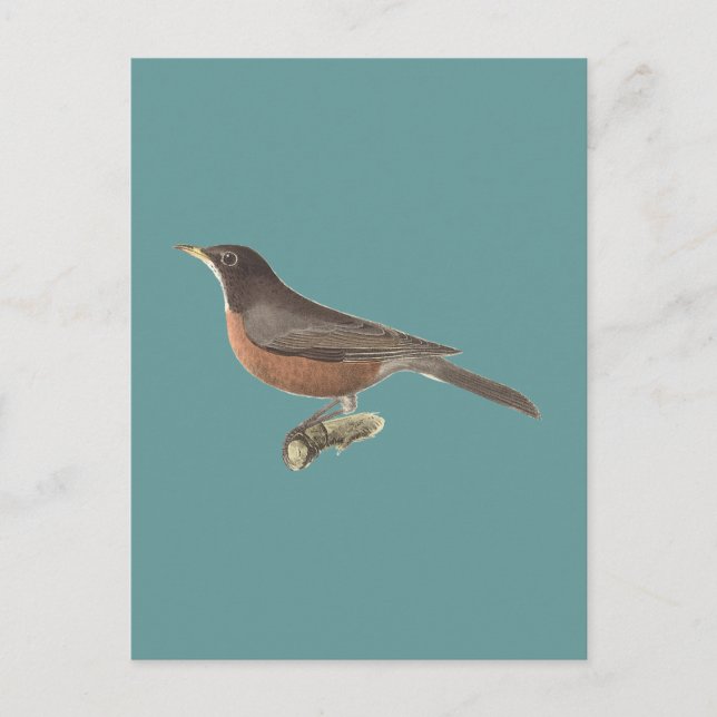 The American Robin (Turdus migratorius) NY Birds Postkarte (Vorderseite)