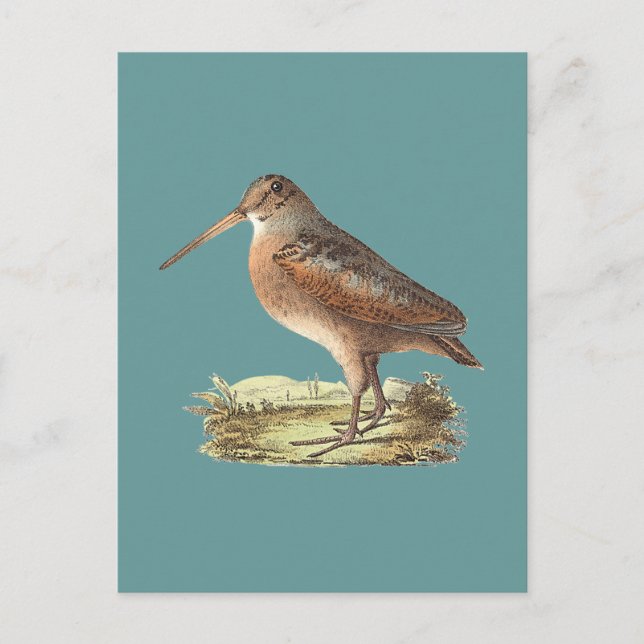 The American Woodcock (Rusticola minor) NY Bird Postkarte (Vorderseite)