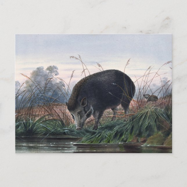 The Andaman Pig von Joseph Wolf Postkarte (Vorderseite)