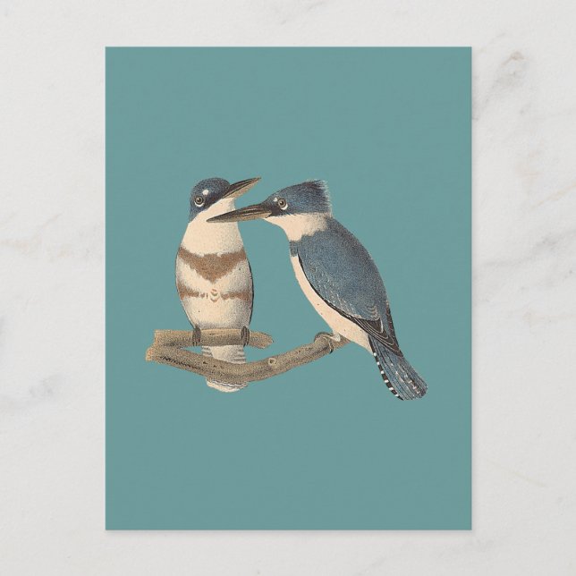 The Belted Kingfisher (Alava alcyon) NY Birds Postkarte (Vorderseite)