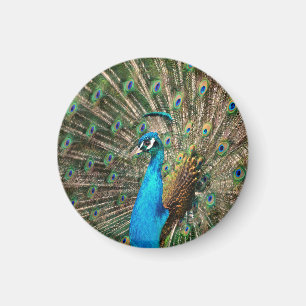 The blue peacock magnet