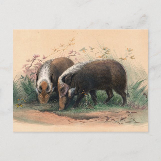 The Bosch-Vark von Joseph Wolf Postkarte (Vorderseite)