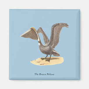 The Brown Pelican (Pelecanus occidentalis) NY Bird Magnet