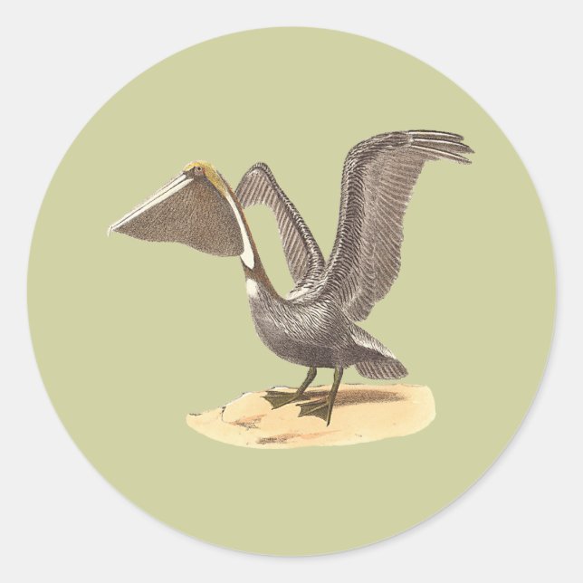 The Brown Pelican (Pelecanus occidentalis) NY Bird Runder Aufkleber (Vorderseite)