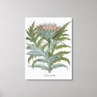 The Cardoon, from the 'Hortus Eystettensis' by Bas