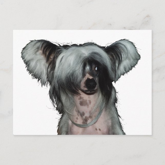 The Chinese crested dog Postkarte (Vorderseite)