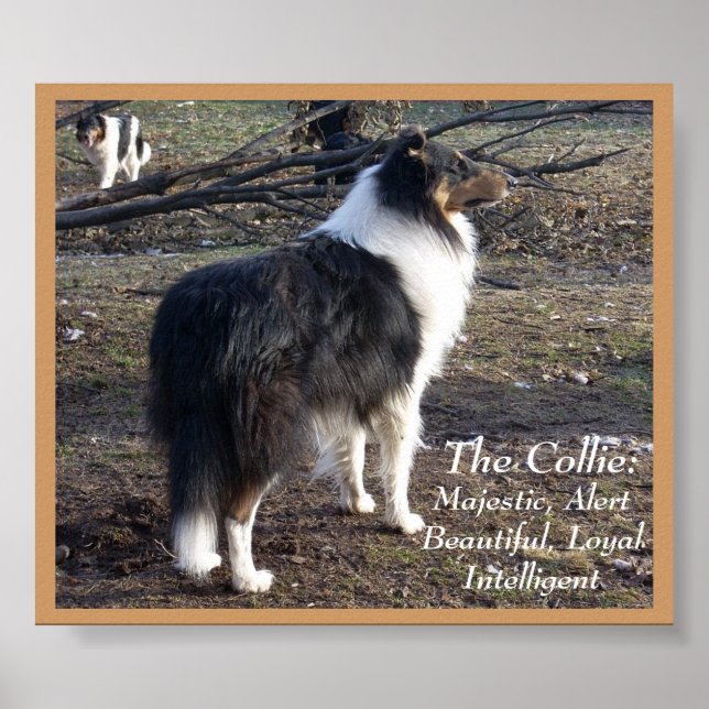 The Collie: Poster (Vorne)