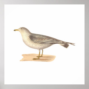 The Common American Gull (Larus zonorhyncus) Poster