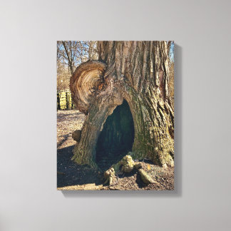 The Curious Hollow 11 x 14 Leinwanddruck