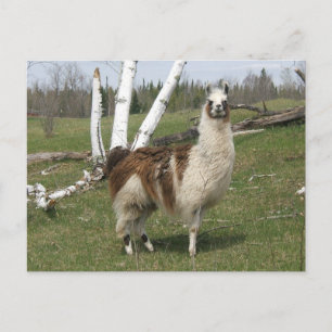 THE DAILY LLAMA POSTKARTE