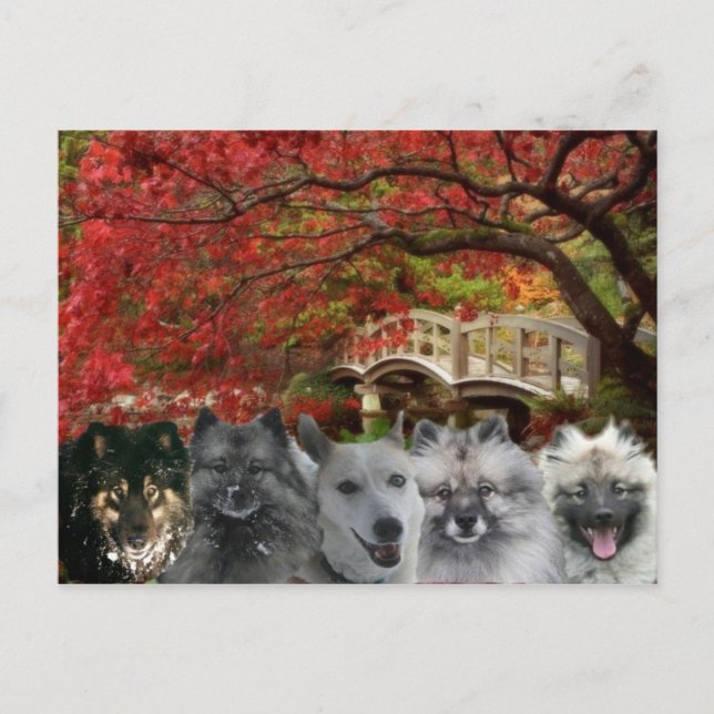 The Dogs of the Inn Postcard Postkarte (Vorderseite)