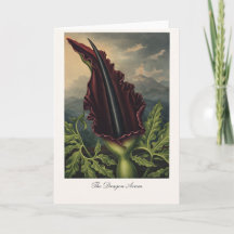 The Dragon Arum — Modern Botanical Reinterpretatio