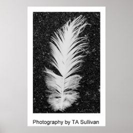 The Egret Feather von TDGallery Poster
