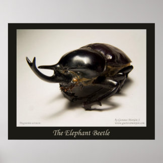 The Elephant Beetle Poster