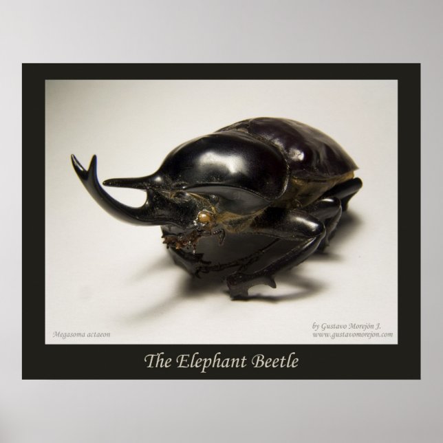The Elephant Beetle Poster (Vorne)