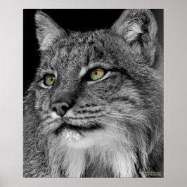 The Eyes of the Wild Lynx Poster