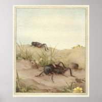 THE FELD CRICKET - Insektenbuchdarstellung