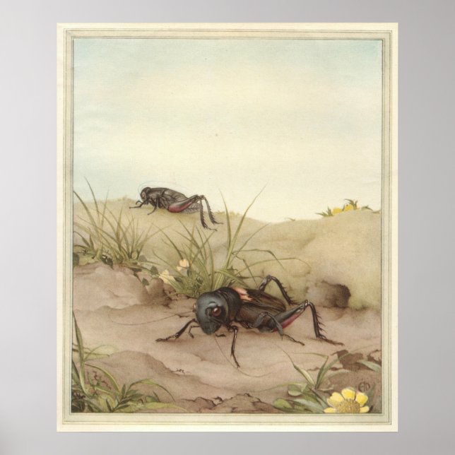 THE FELD CRICKET - Insektenbuchdarstellung Poster (Vorne)