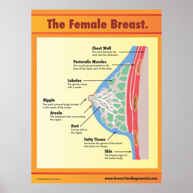 The Female Breast Poster (Vorne)