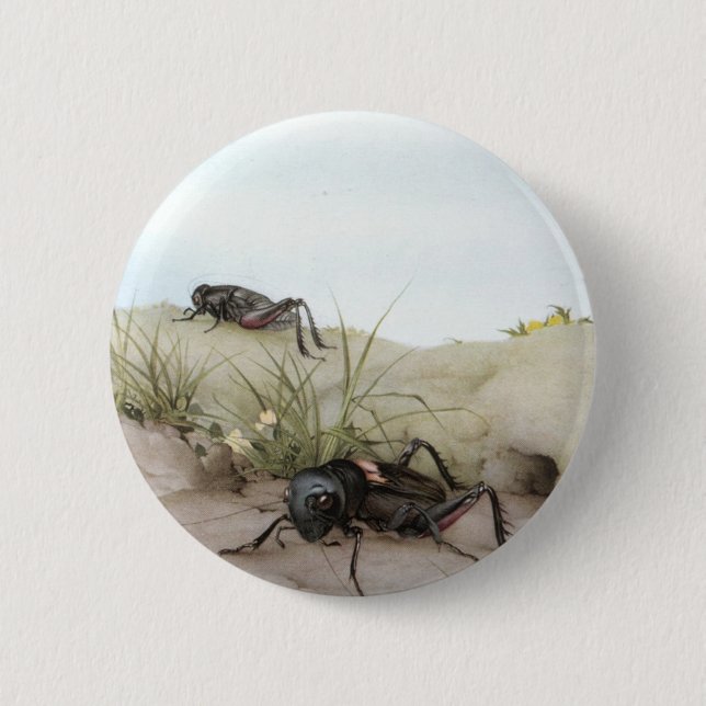 THE FIELD-KRICKET BUTTON (Vorderseite)