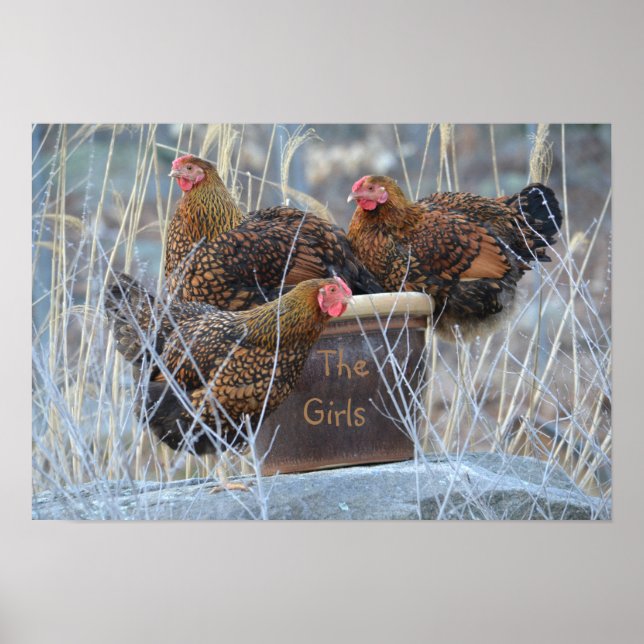 "The Girls" Hühnerplakat Poster (Vorne)