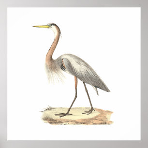 The Great Blue Heron (Ardea herodias) Poster