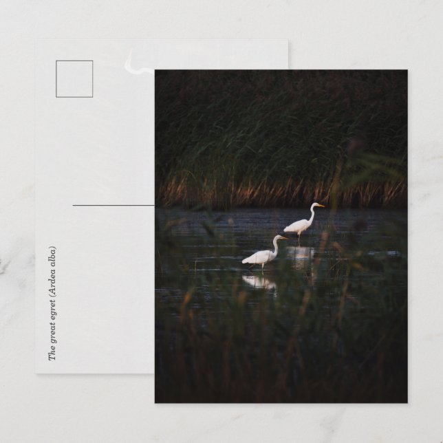 The great egret (Ardea alba) birds Postkarte (Vorne/Hinten)