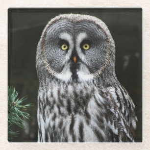The Great Graue Owl Küste Glasuntersetzer