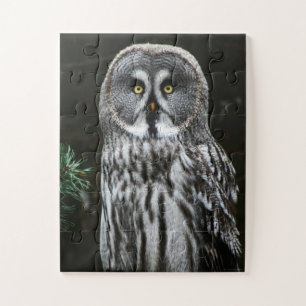 The Great Gray Owl 11x14 30pc jpcnm