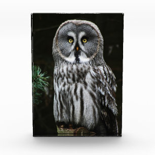 The Great Gray Owl Fotoblock