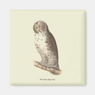 The Great Gray Owl (Strix nebulosa) NY Bird Image Magnet