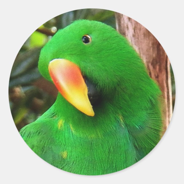 "The Green Orator" Eclectus Parrot Runder Aufkleber (Vorderseite)
