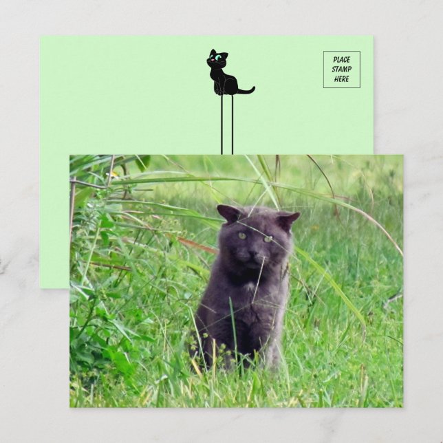 The Grey Stray - Carte postale pour chat (Devant / Derrière)