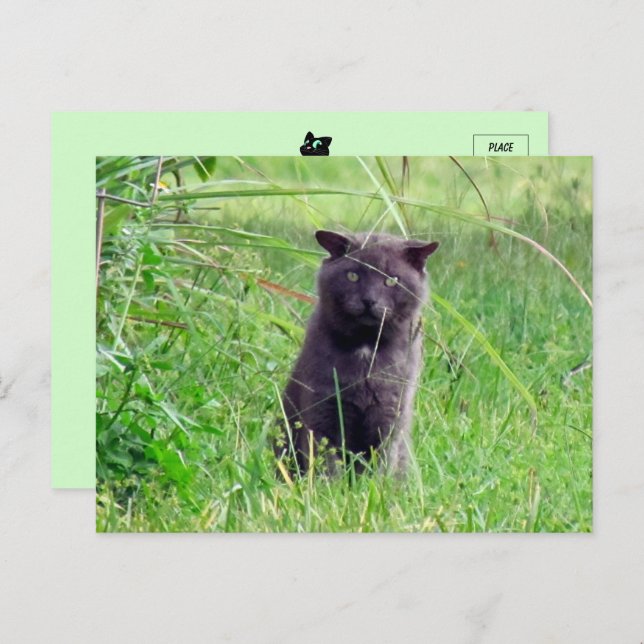 The Grey Stray - Cat Postcard Postkarte (Vorne/Hinten)