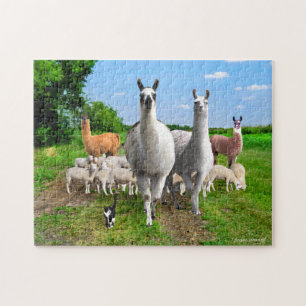 "The Guard Llamas"