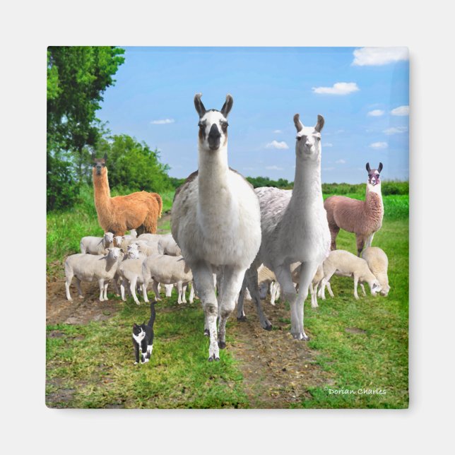 "The Guard Llamas" Magnet (Vorne)