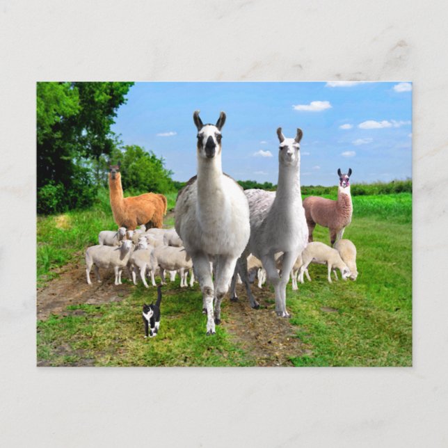 "The Guard Llamas" Postkarte (Vorderseite)