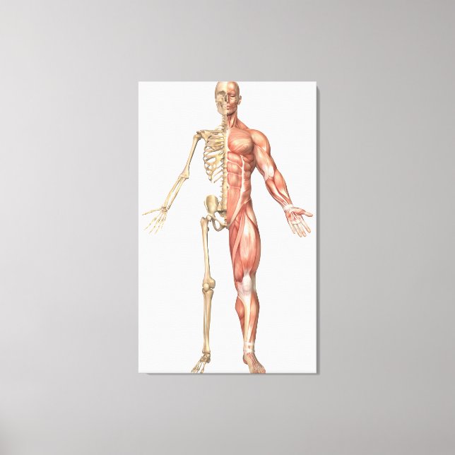 The Human Skeleton And Muscular System, Front Leinwanddruck (Vorderseite)