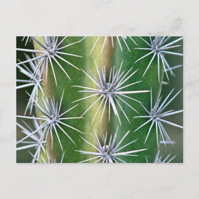 The Huntington Botanical Garden, Octopus Cactus Postkarte (Vorderseite)