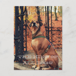 THE KING ALL HUNGS Postcard für Hundefreunde Postkarte