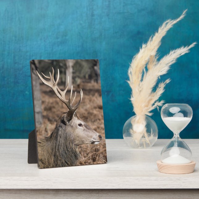 The King's Deer of Richmond Park, London, Großbrit Fotoplatte (Seite)