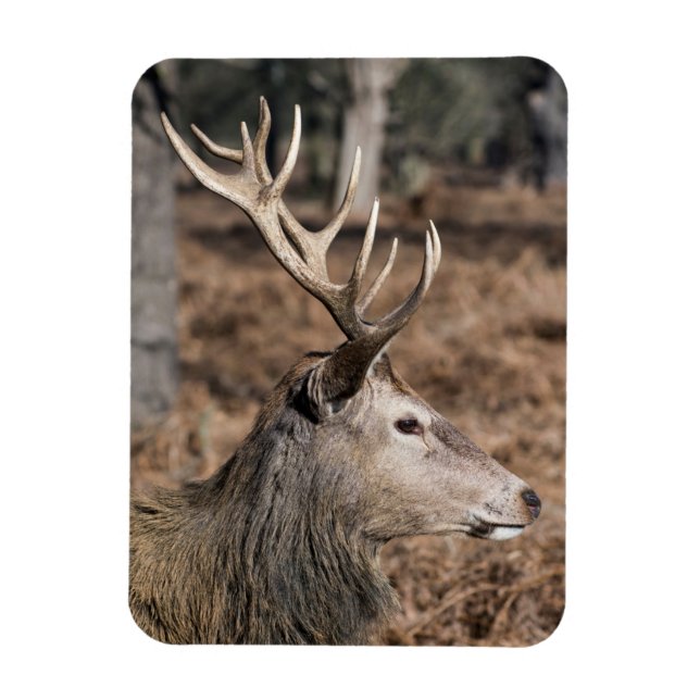 The King's Deer of Richmond Park, London, Großbrit Magnet (Vertikal)