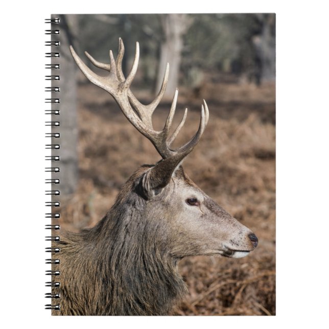 The King's Deer of Richmond Park, London, Großbrit Notizblock (Vorderseite)