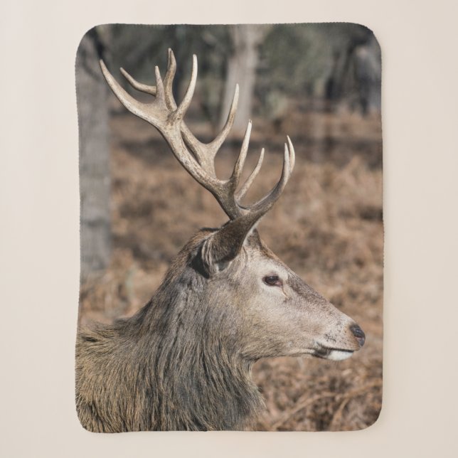 The King's Deer of Richmond Park, London, Großbrit Sherpadecke (Vorderseite)